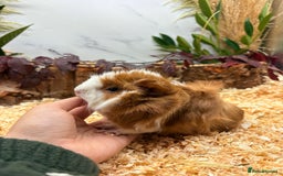Guinea Pig rodents for sale: 🏡🐹 Multiple pretty Boys available 🐹🏡 - Image 12