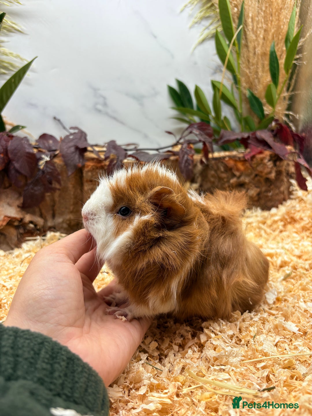 Guinea Pig rodents for sale: 🏡🐹 Multiple pretty Boys available 🐹🏡 - Image 12