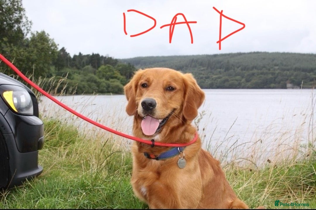 Golden Retriever dogs for sale: KC Registered Golden Retriever Puppies  - Advert 5