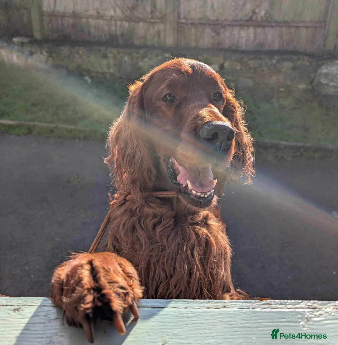 Irish Setter dogs for sale: IRISH SETTER PUPPIES in Coventry - Advert 2