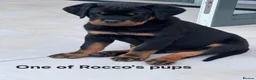 Rottweiler dogs for stud: HEALTH TESTED KC ROTTWEILER STUD 0/0 HIPS & ELBOWS - Advert 6