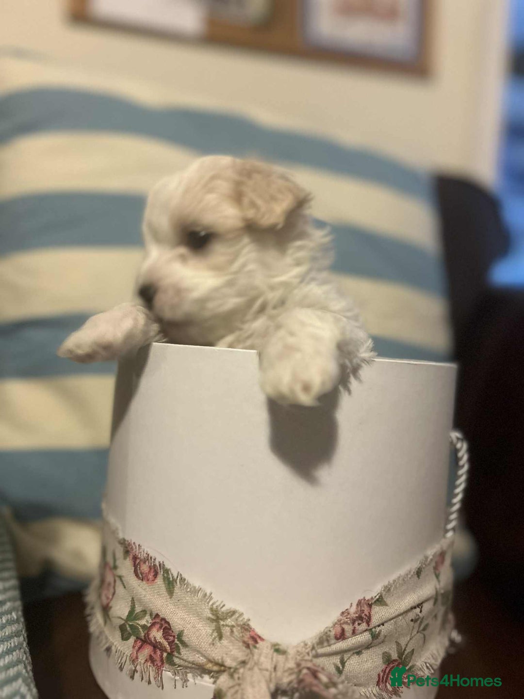 Mixed Breed dogs for sale: Cotonese puppies  - Advert 17