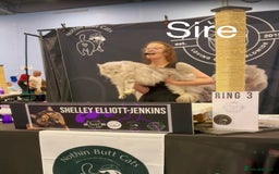 Maine Coon cats for sale: White Polydactyl boy / Russian import parents - Advert 13