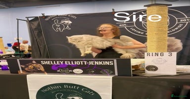 Maine Coon cats - Advert 4