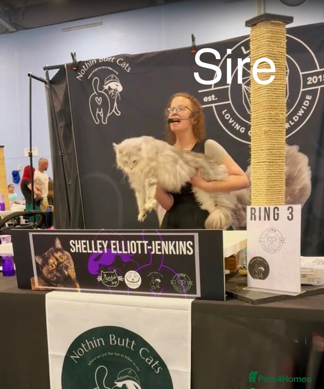 Maine Coon cats for sale: White Polydactyl boy / Russian import parents - Advert 13