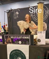 Maine Coon cats - Advert 13