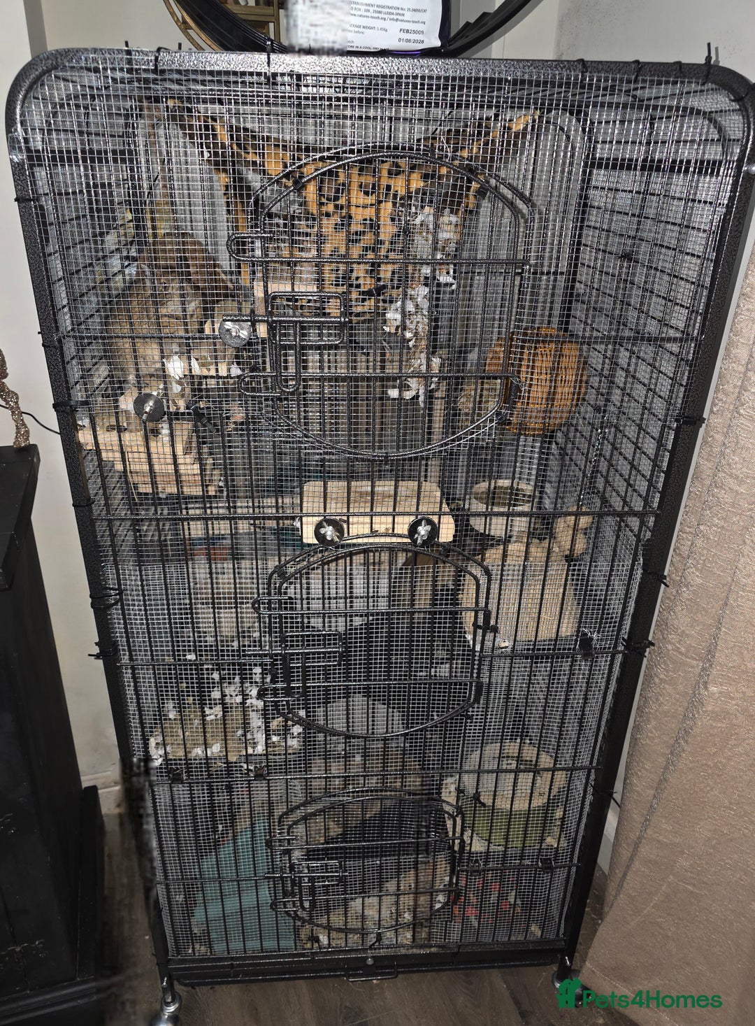 Degus rodents for sale: 3 Degus 2x male 1x female and cage etc - Advert 2
