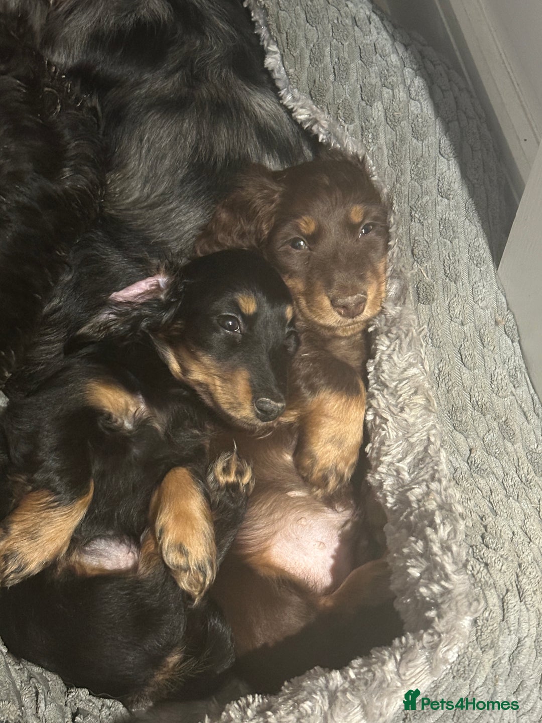 Miniature Dachshund dogs for sale: Miniature long-haired dachshund  - Image 10