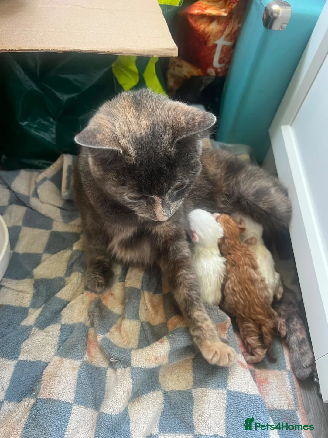 Mixed Breed cats for sale: Two beautiful kittens for sale - Advert 4