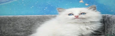 Ragdoll boy 
