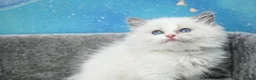 Ragdoll cats for sale: blue bicolour boys and girls available  - Advert 5