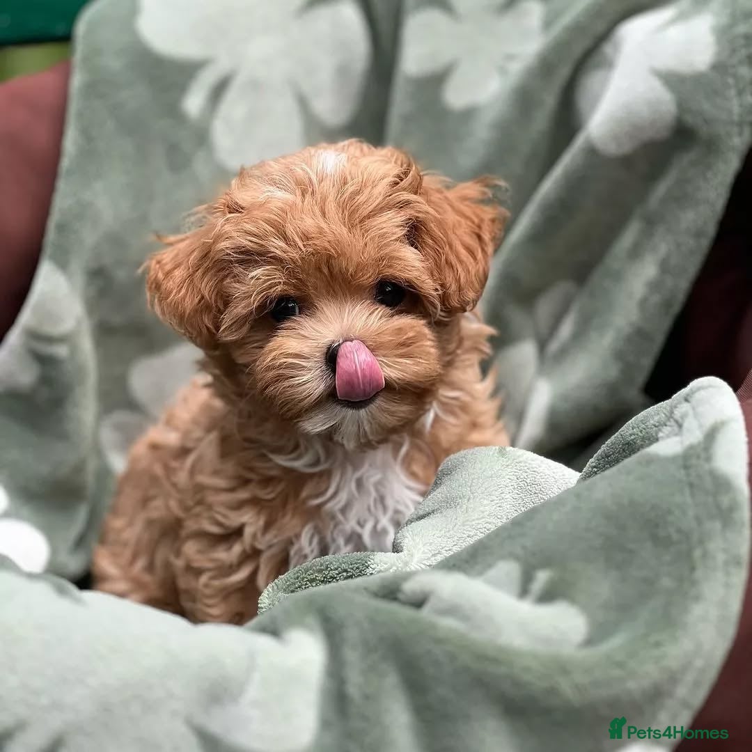 Maltipoo dogs for sale: adorable Maltipoo puppies for sale  - Image 6