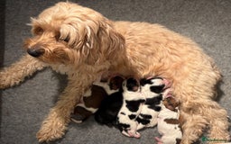 Cavapoo dogs for sale: HOME RAISED STUNNING TRI-COLOUR CAVAPOOS  - Image 7