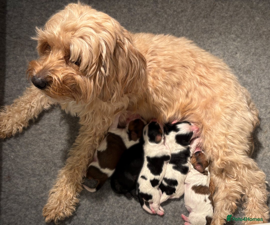 Cavapoo dogs for sale: HOME RAISED STUNNING TRI-COLOUR CAVAPOOS  - Image 7
