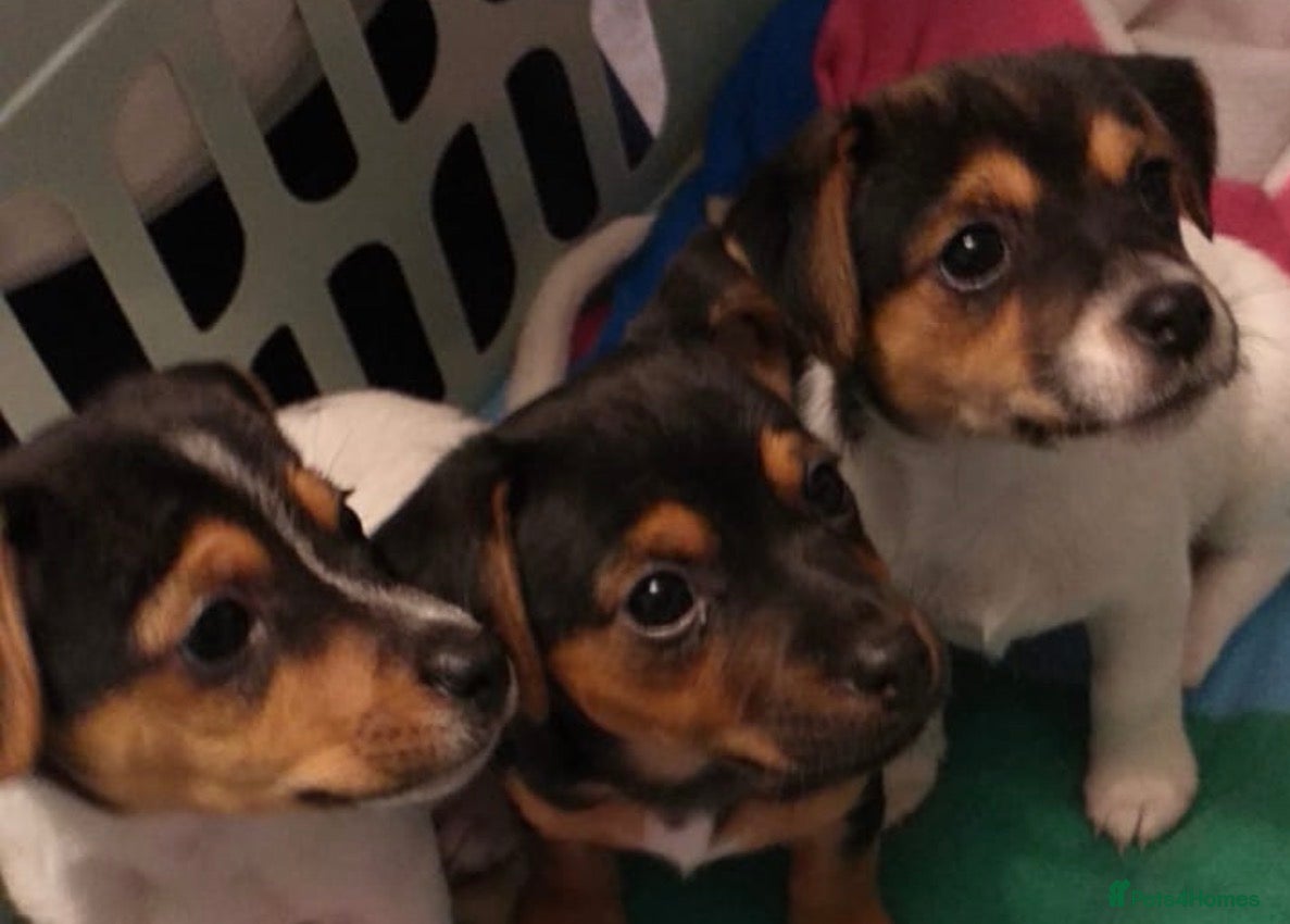 Jack Russell dogs Beautiful Jack Russell Puppies - Advert 3