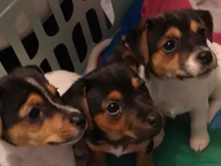 Jack Russell dogs Beautiful Jack Russell Puppies - Advert 3