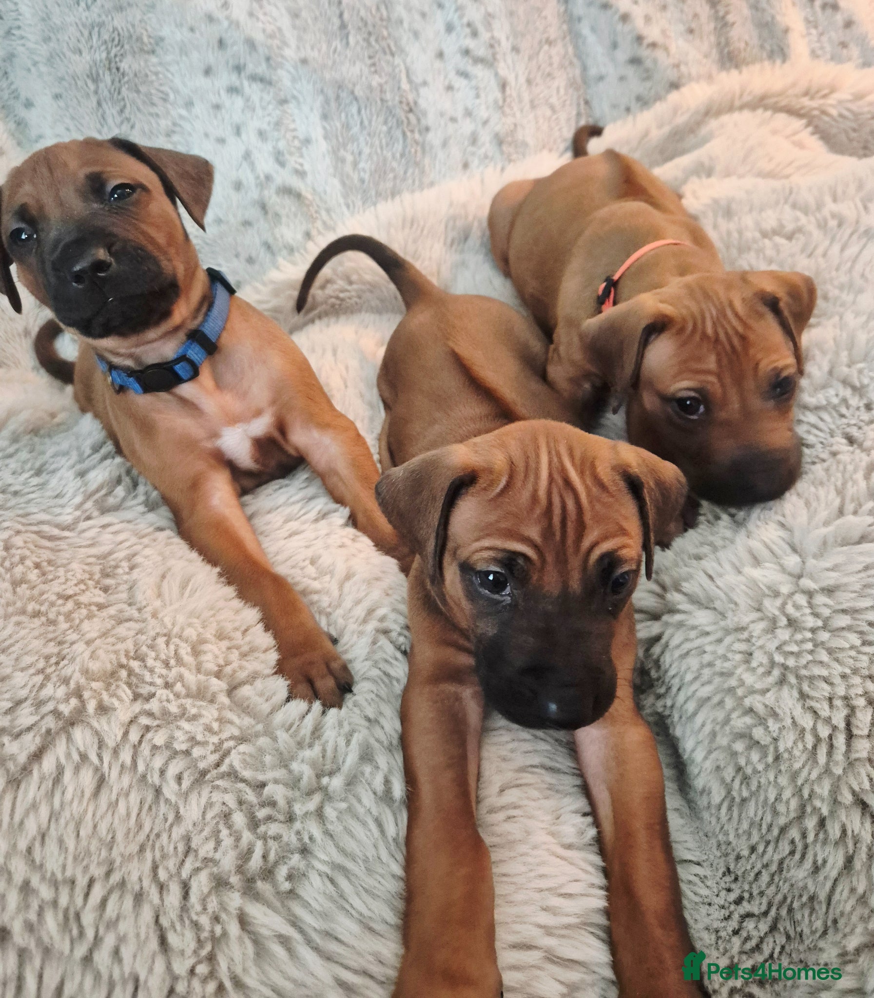 Rhodesian Ridgeback dogs BEAUTIFUL! RHODESIAN RIDGEBACK PUPS! Ready 7th may - Advert 3