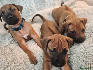 Rhodesian Ridgeback dogs BEAUTIFUL! RHODESIAN RIDGEBACK PUPS! Ready 7th may - Advert 3