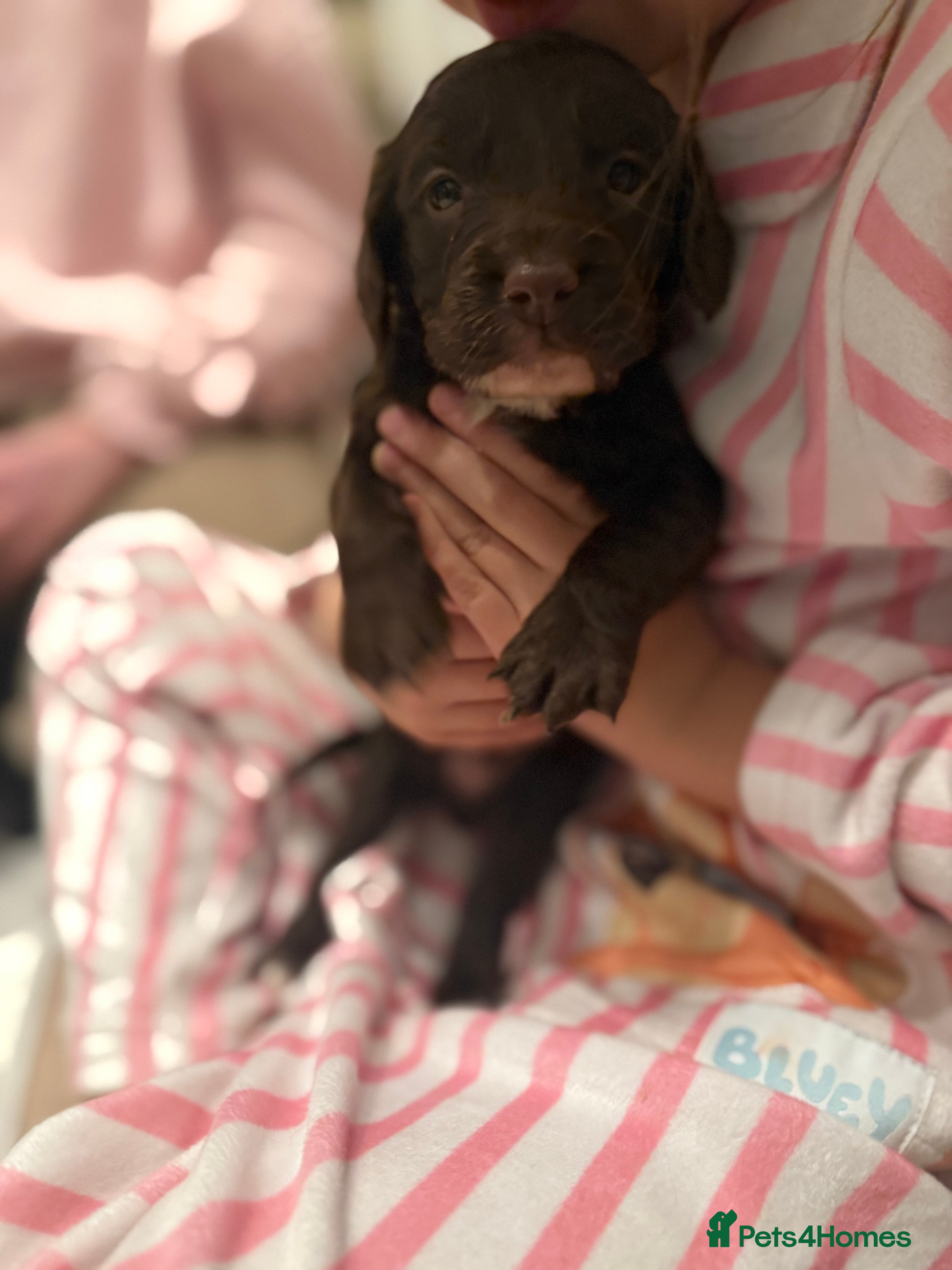 Cockapoo dogs Cockapoos - Advert 1