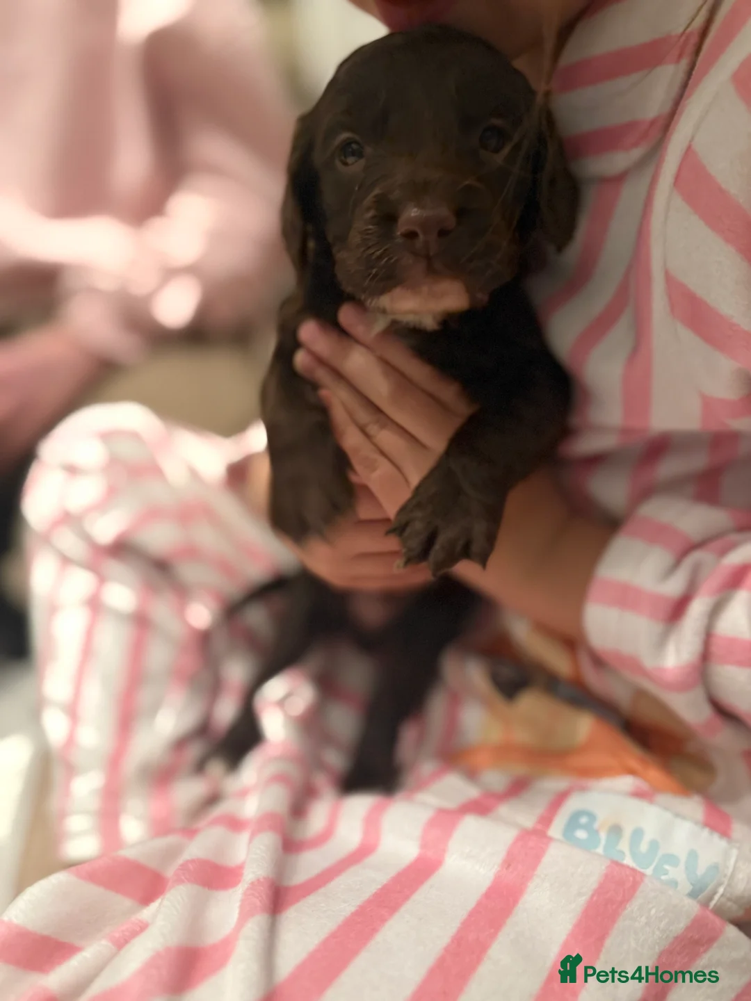 Cockapoo dogs for sale: Cockapoos - Advert 1