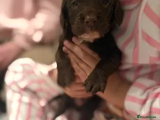 Cockapoo dogs Cockapoos - Advert 3