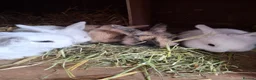 Mini Lop rabbits for sale: Mini lop baby rabbits  in Grimsby - Advert 6
