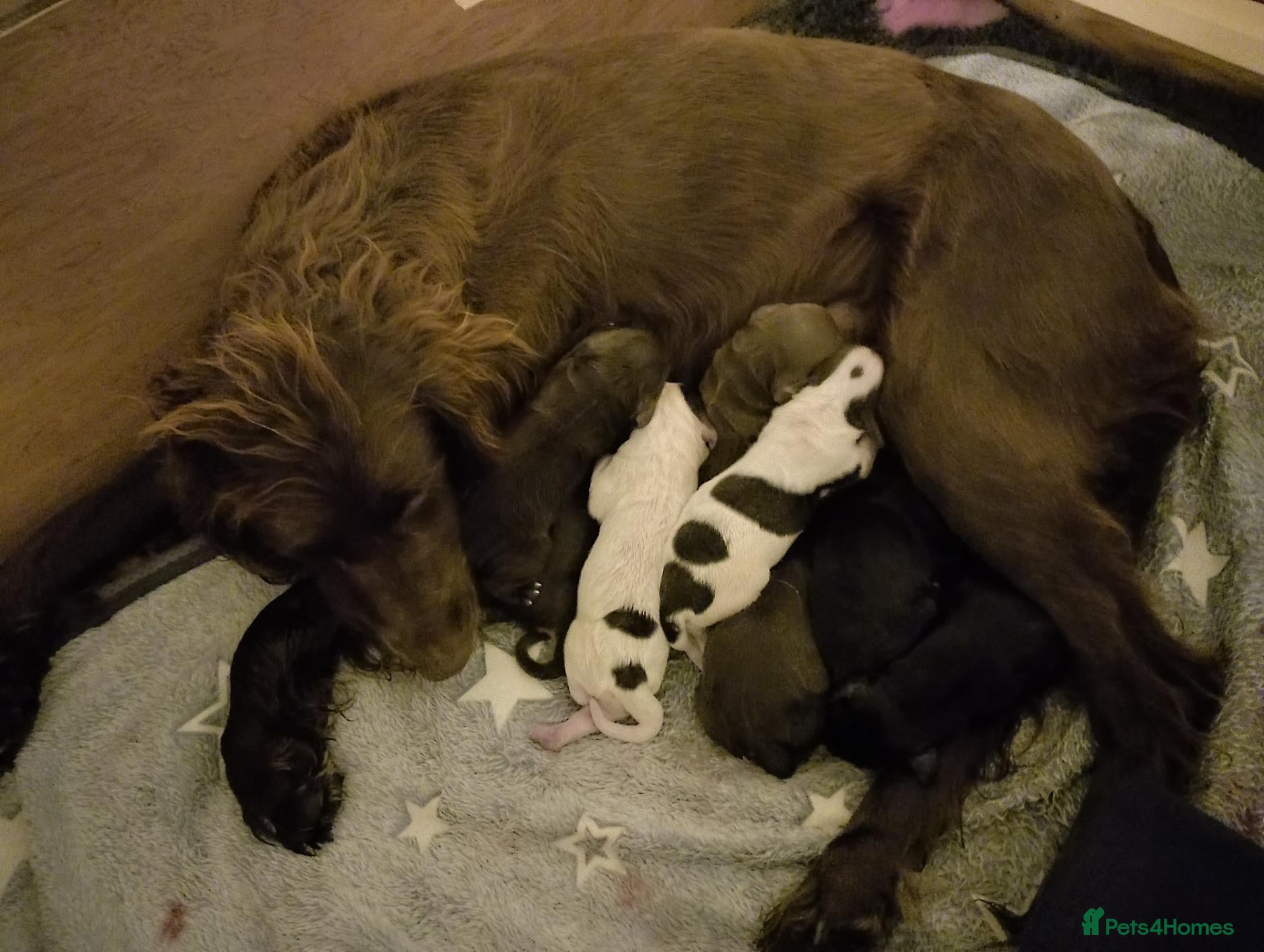 Sprocker dogs Gorgeous Sprocker Spaniel Puppies - Advert 2