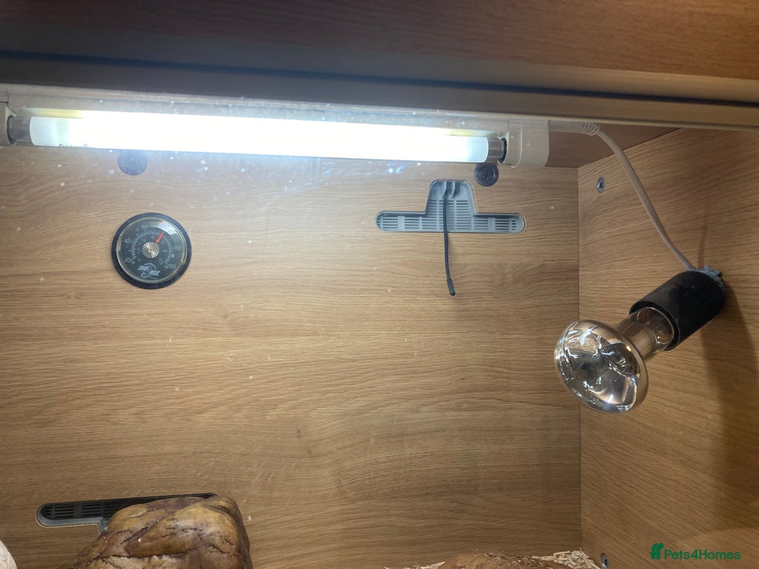 Leopard Gecko reptiles for sale: Leopard gecko and vivarium plus hides  - Image 5