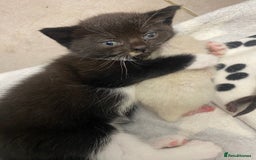 Mixed Breed cats for sale: X BRITISH SHORT adorable kittens ready 4 new home - Image 23
