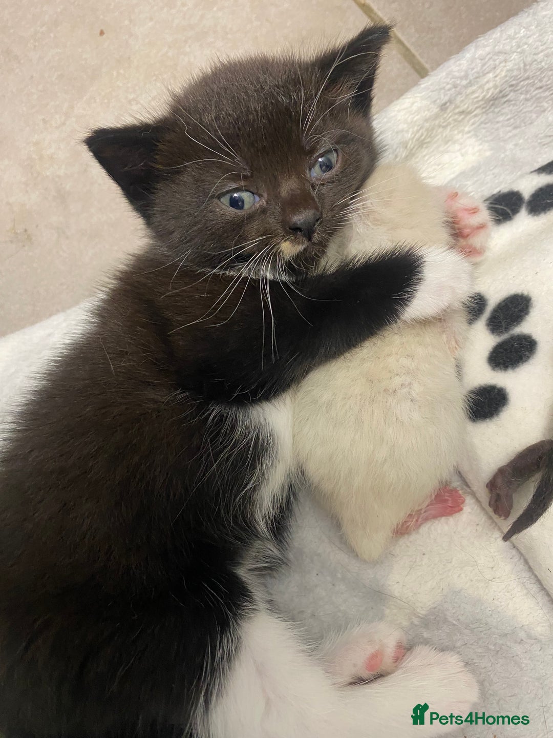 Mixed Breed cats for sale: X BRITISH SHORT adorable kittens ready 4 new home - Image 23