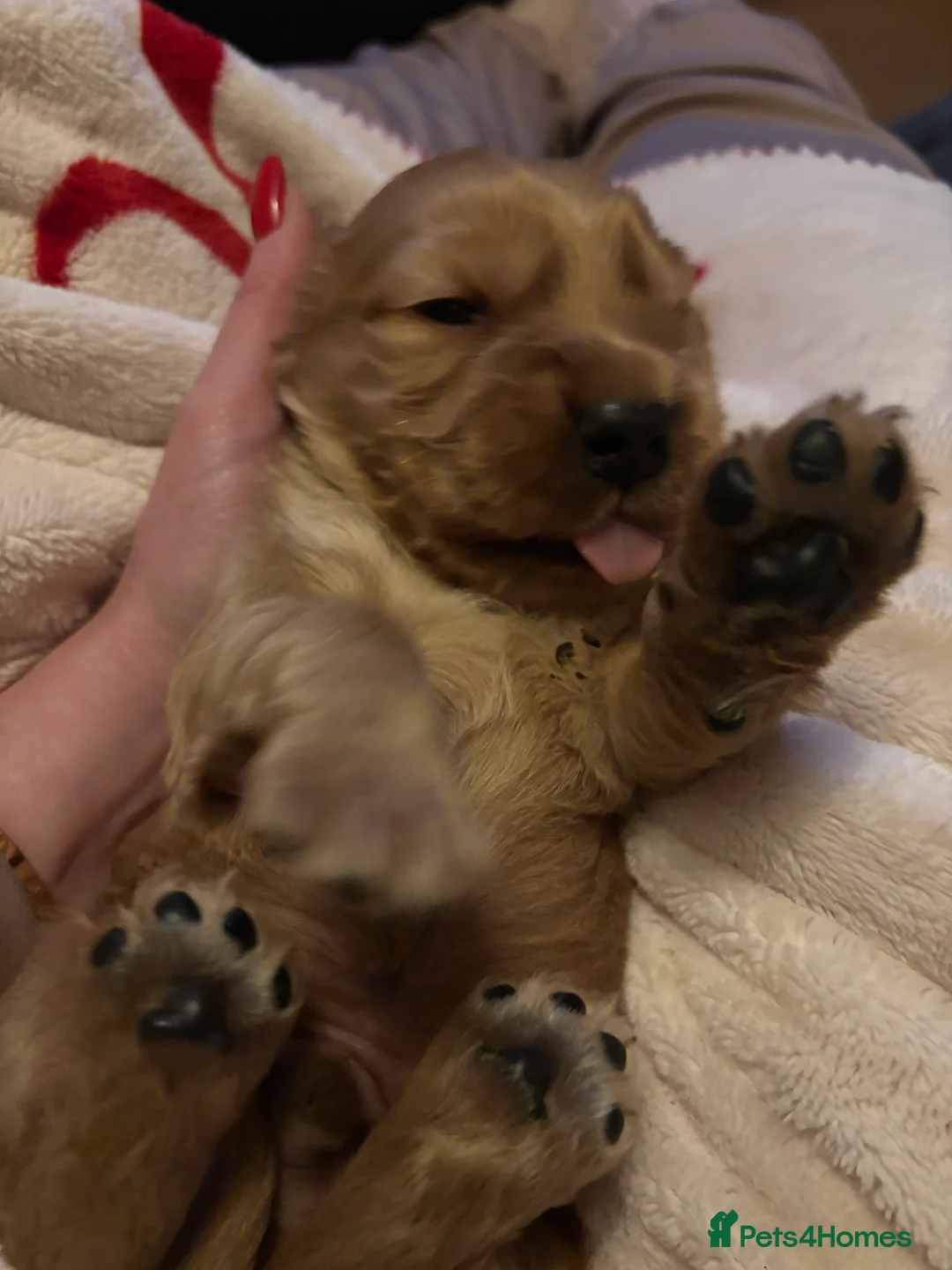 Cocker Spaniel dogs for sale: Kc register golden show cocker boy  - Advert 3