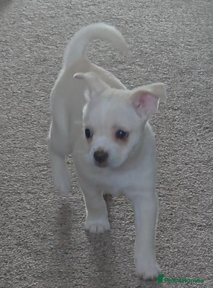 Mixed Breed Puppy 1