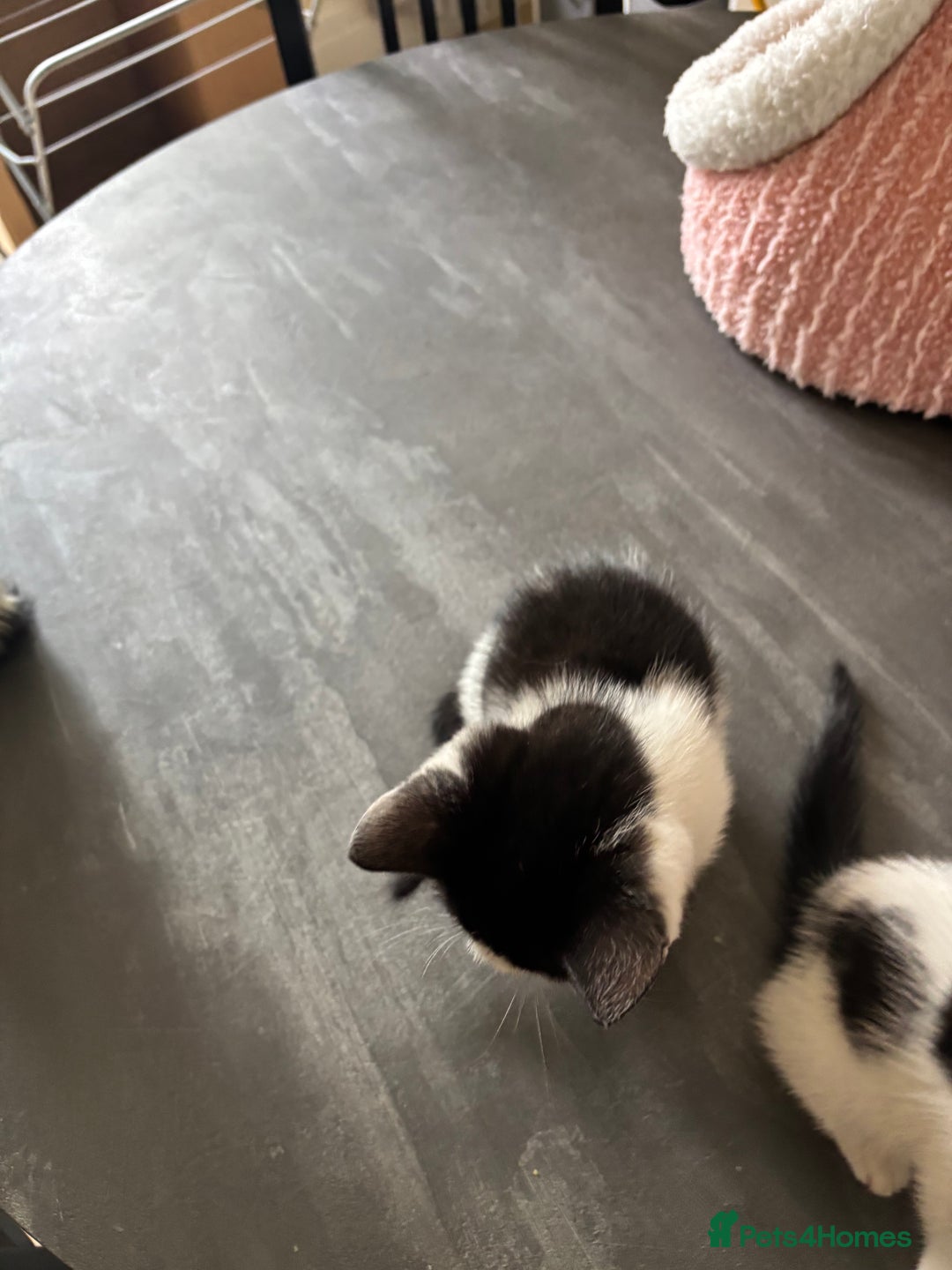 Mixed Breed cats for sale: Kittens for sale - Image 10