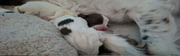 English Springer Spaniel dogs for sale: Bella-rose - Advert 8