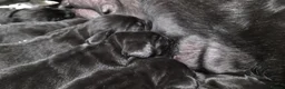 Labrador Retriever dogs for sale: GORGEOUS BLACK LABRADOR LITTER,FULLYTESTED PARENTS - Advert 6