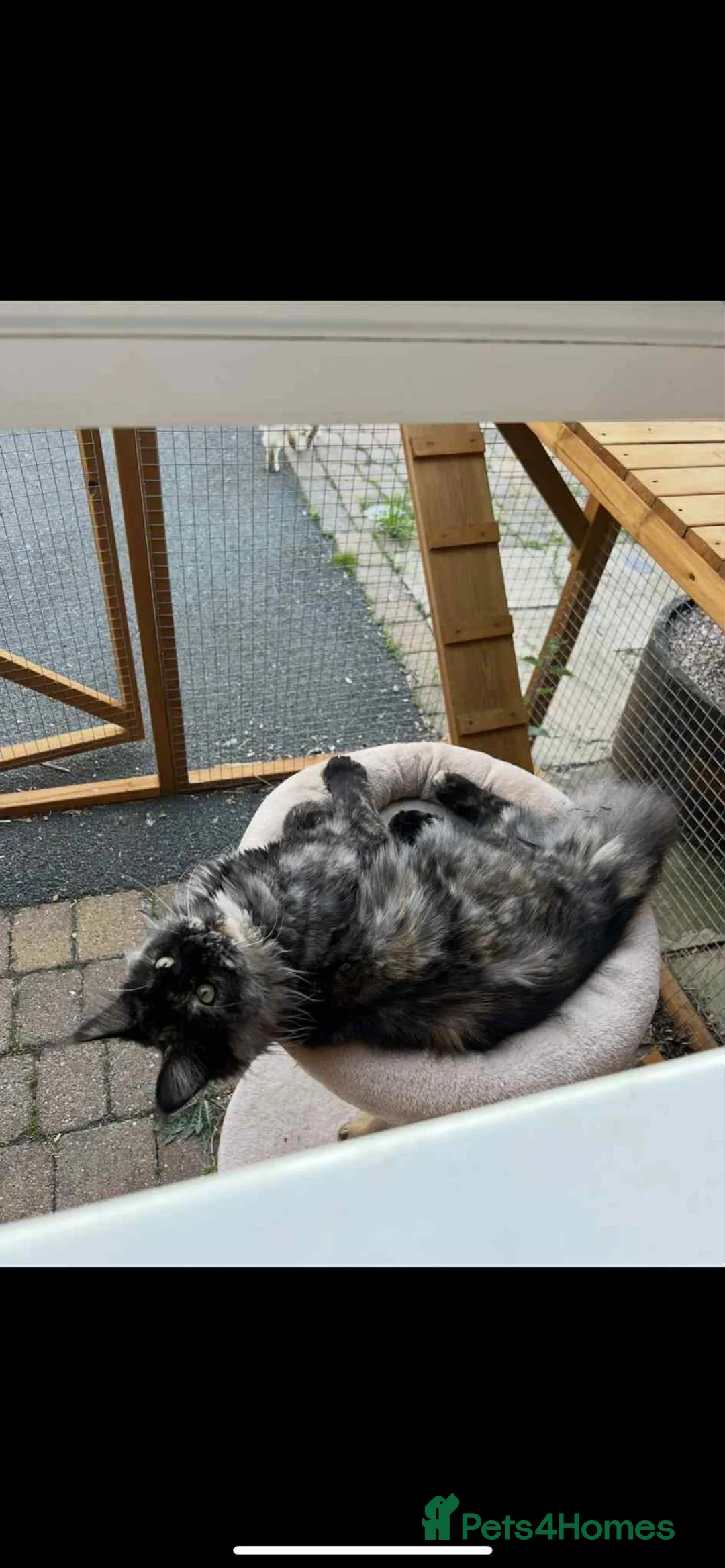 Maine Coon cats for adoption: Two Beautiful 1 year old Neutered Mainecoons  - Advert 11