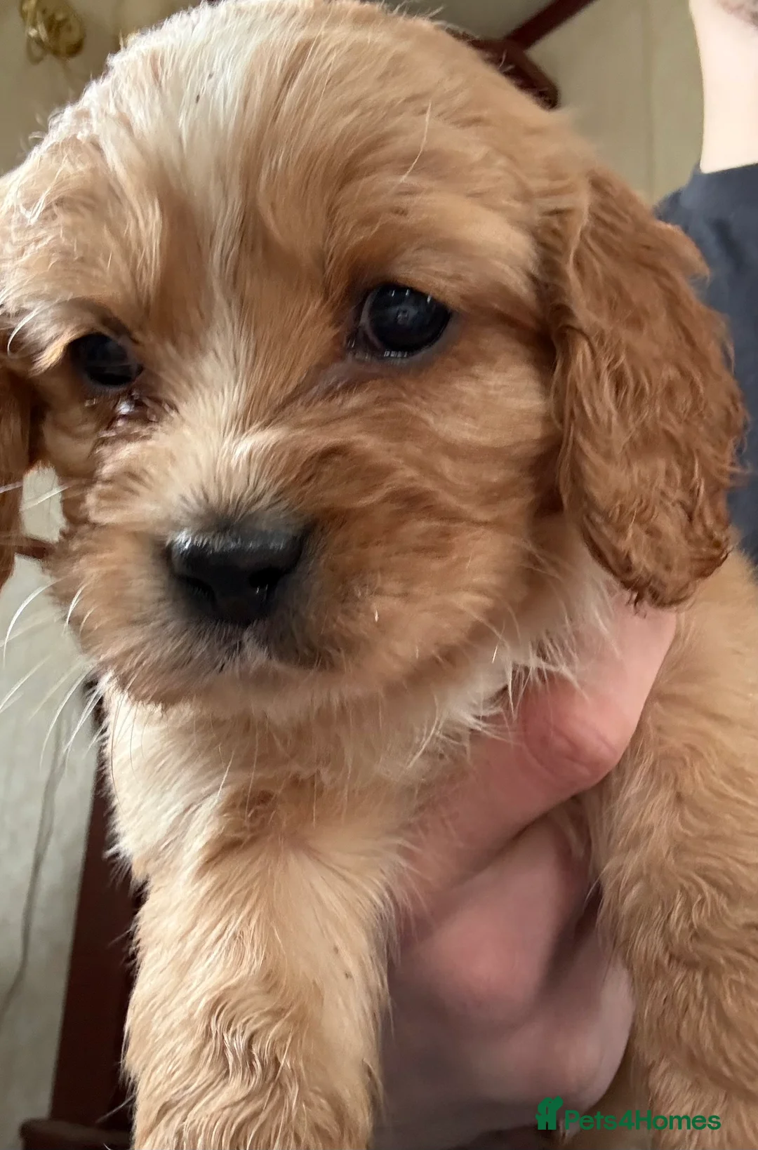 Mixed Breed dogs for sale: Mini Cavapoo puppy’s black and gold  - Advert 8