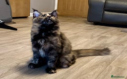 Maine Coon cats for sale: 2 Large Tica Maine Coon Kittens - Image 18