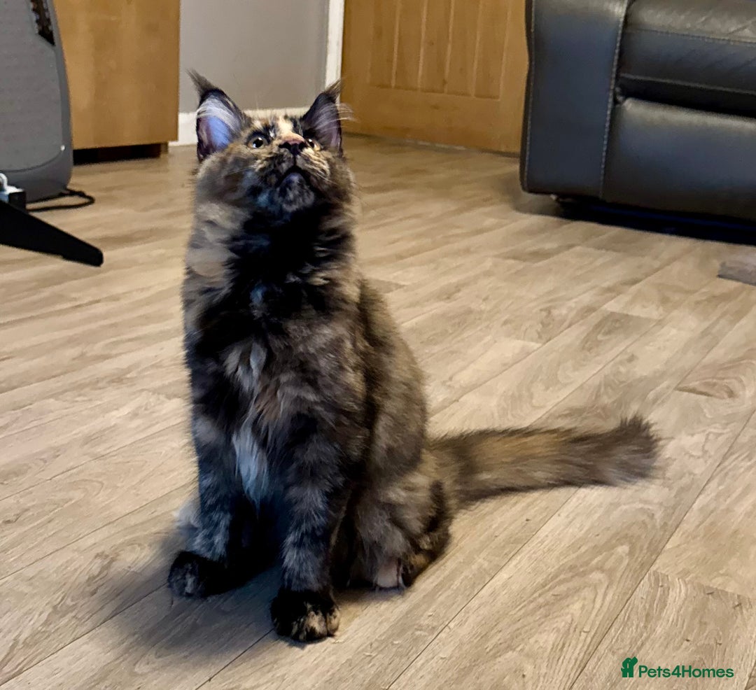 Maine Coon cats for sale: 2 Large Tica Maine Coon Kittens - Image 18