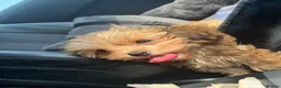 Shih Tzu dogs for sale: WAITING LIST Toy Shihpoo Puppies - Advert 4
