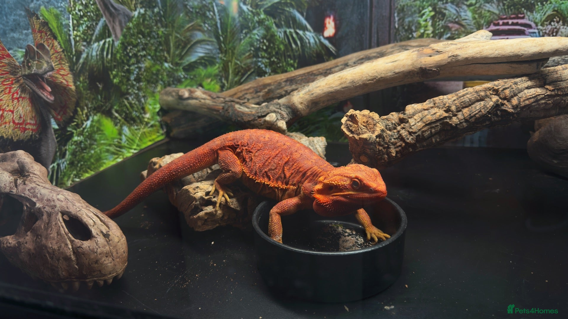 Bearded Dragon reptiles Red monster bearded dragon  - Advert 1