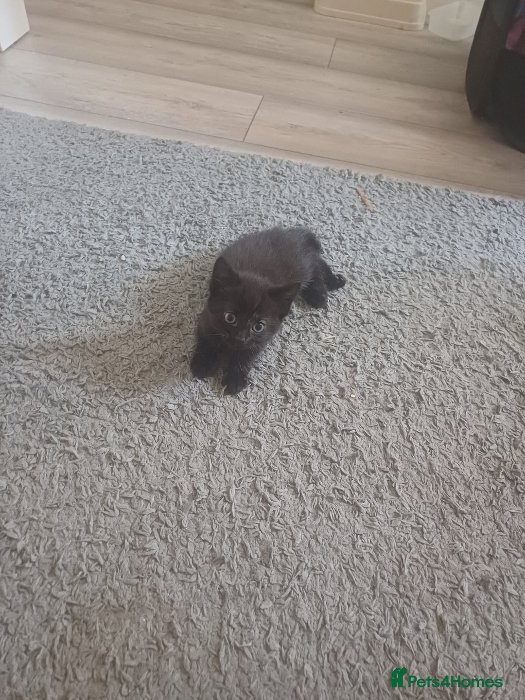 Mixed Breed cats for sale: Little Fluff kittens ready now  - Image 14