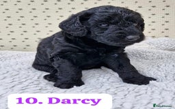 Labradoodle dogs for sale: 10 F1b labradoodles  - Image 11