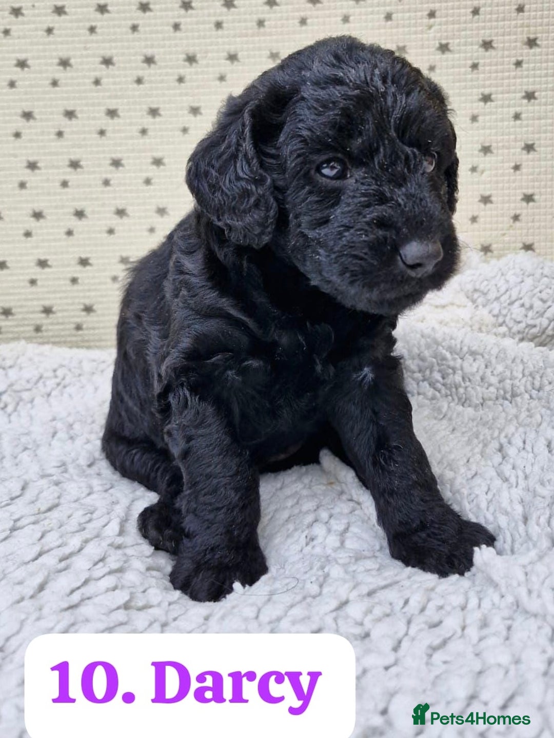 Labradoodle dogs for sale: 10 F1b labradoodles  - Image 11