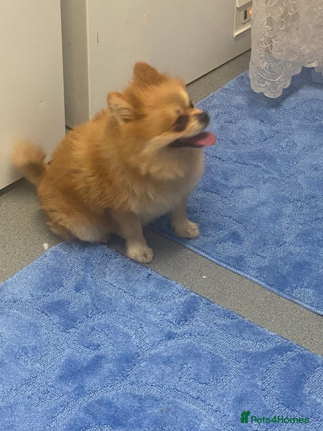 Pomeranian dogs for stud: Reggie the pom - Image 6