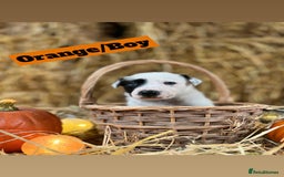 Border Collie dogs for sale: Beautiful cheeky border collies for sale - Image 7