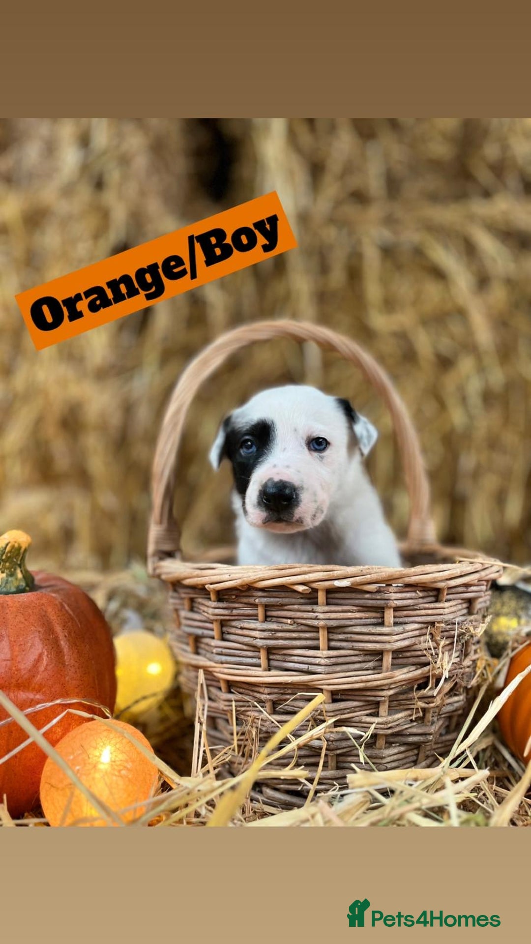 Border Collie dogs for sale: Beautiful cheeky border collies for sale - Image 7