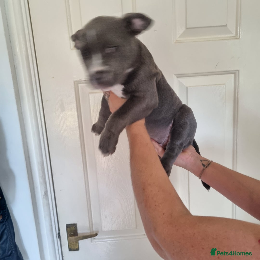 American Bully dogs for sale: David  - Image 33