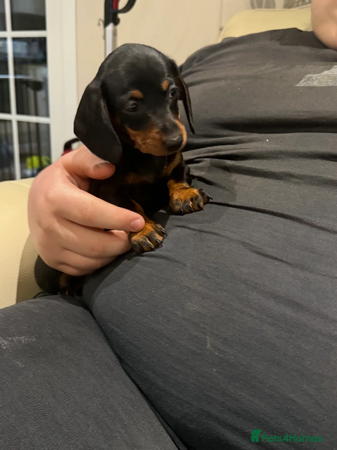 Miniature Dachshund dogs for sale: Black and Tan miniuter dauchound  - Advert 4