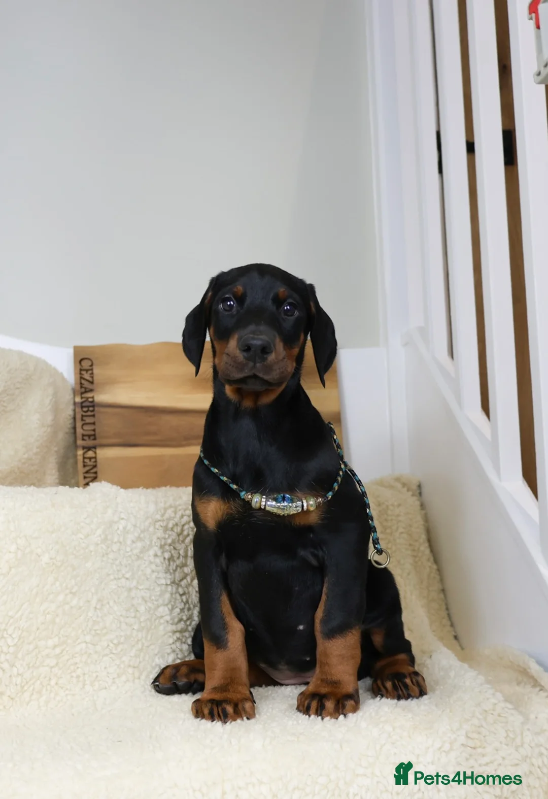 Dobermann dogs for sale: Cezarblue European 12 Week Female Doberman ⭐️  in Petersfield - Advert 7